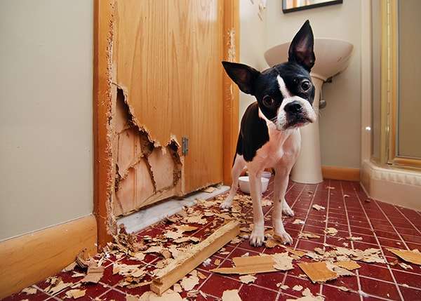 Dog and damaged door