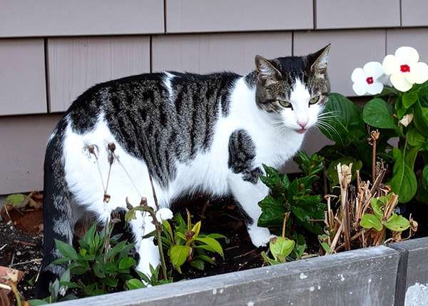 Cat in flower bed